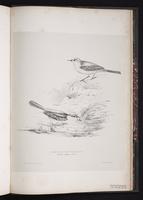 Western Yellow Wagtail, Yellow Wagtai plate 96