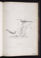 Western Yellow Wagtail, Yellow Wagtai plate 95