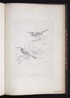 Citrine Wagtail plate 94