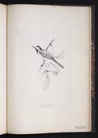 White Wagtail, Lavandera blanca plate 93