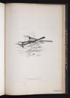 White Wagtail, Lavandera blanca plate 92