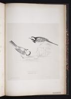 White Wagtail, Lavandera blanca plate 91