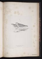 Red-throated Pipit, Bisbita garganta roja plate 90