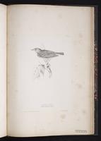 Brown Tree-Pipit, Tree Pipit plate 89