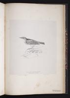 Water Pipit plate 88