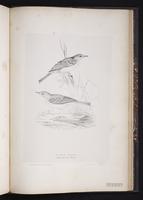 Nilgiri Pipit plate 87