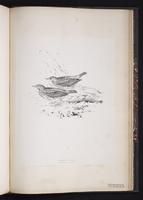 Meadow Pipit plate 86
