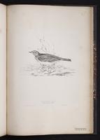 Richard's Pipit plate 85