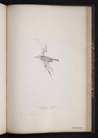 Western Bonelli's Warbler plate 84