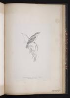 Melodious Warbler plate 83