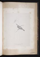 Icterine Warbler plate 82