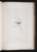 Dunlin, Bécasseau variable, Playero dorso rojo plate 80