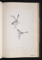 Dartford Warbler plate 79