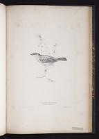 Barred Warbler plate 78