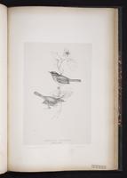 Marmora's Warbler plate 77