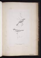 Spectacled Warbler plate 76