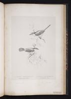 Common Whitethroat plate 75