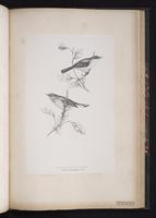 Subalpine Warbler plate 74