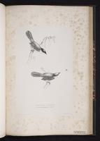 Sardinian Warbler plate 73