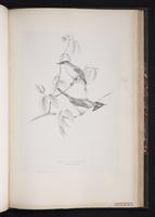 Rüppell's Warbler plate 72