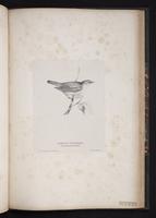 Garden Warbler plate 71