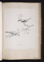 Eurasian Blackcap plate 70
