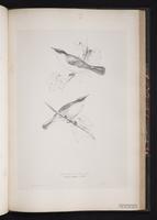 Orphean Warbler plate 69