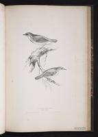 Siberian Rubythroat plate 68