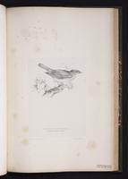 Thrush Nightingale plate 67