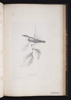 Common Nightingale plate 66