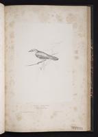 Cetti's Warbler plate 65