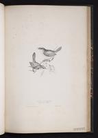 Cetti's Warbler plate 64