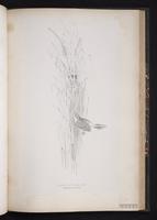 Zitting Cisticola plate 63