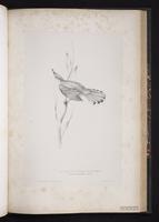 Rufous-tailed Scrub Robin plate 62