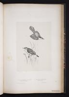 Moustached Warbler plate 61