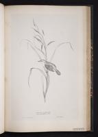 Sedge Warbler plate 60