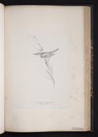 Marsh Warbler plate 59