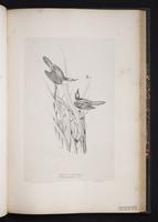 Great Reed Warbler plate 58