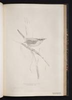 Great Reed Warbler plate 56