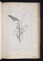 Pallas's Grasshopper Warbler plate 55