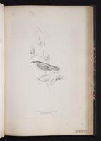 Savi's Warbler plate 54