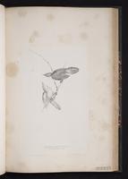 Common Grasshopper Warbler plate 53