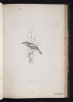 River Warbler plate 52