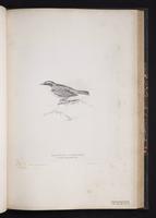 Siberian Accentor plate 51