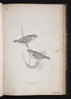 Alpine Accentor plate 49