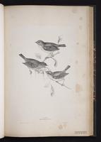 European Robin plate 48