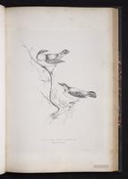 Bluethroat, Bluethroats plate 47