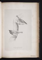 Black Redstart plate 46