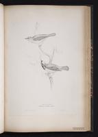 Common Redstart plate 45