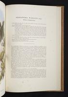 Monograph of the Paradiseidae, 1:222